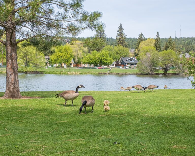 A landscape shot of geese and their babies eating grass around a lake