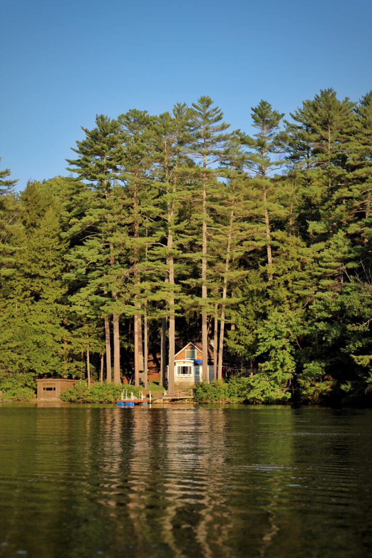 A vertical shot of a lake and pine trees in the background on a sunny day