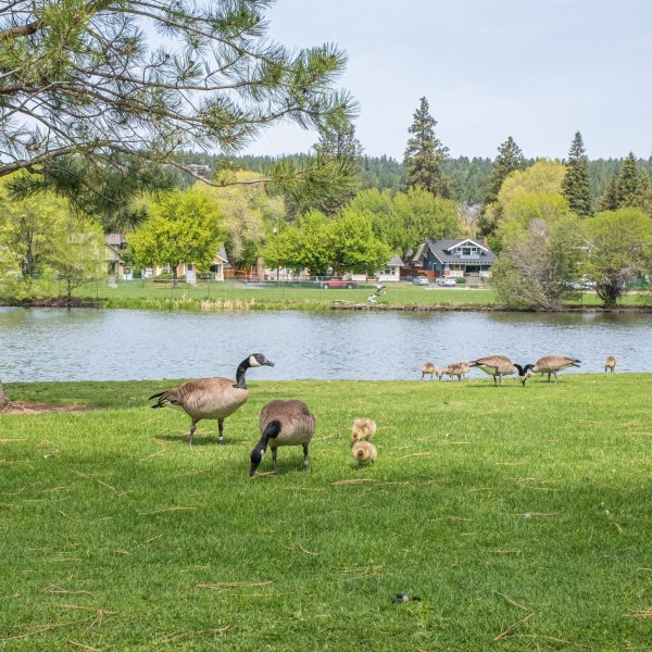 Landscape shot of geese